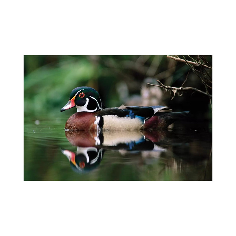 Wood Duck Male On Water, British Columbia, Canada by Tim Fitzharris - Wrapped Canvas Print, 20.32 cm H x 30.48 cm W