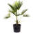 American Plant Exchange Windmill Palm Tree, 10-Inch Pot, Cold-Hardy Landscape Plant, Withstands Down to Zero Degrees F