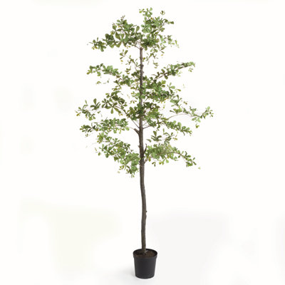 SHADY LADY OLIVE TREE DROP-IN 89"