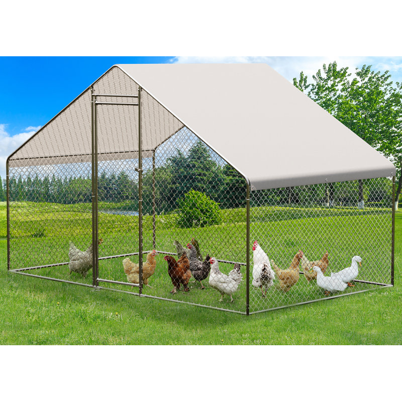 Elvezia Chicken Run