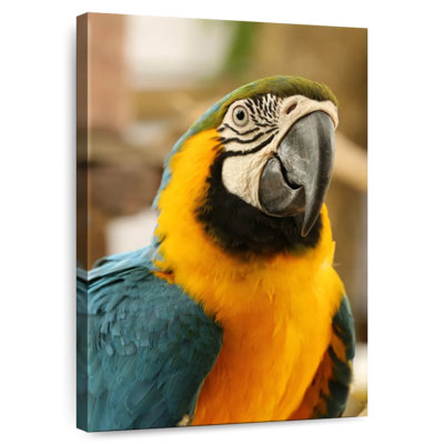 Brampt Exotic Macaw