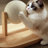 4 Tiers Cat Tree with Condons,Perch,Scratching Posts