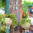 Ellerey Hanging Planter