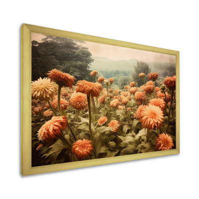 " Peach Green Chrysanthemums Field "