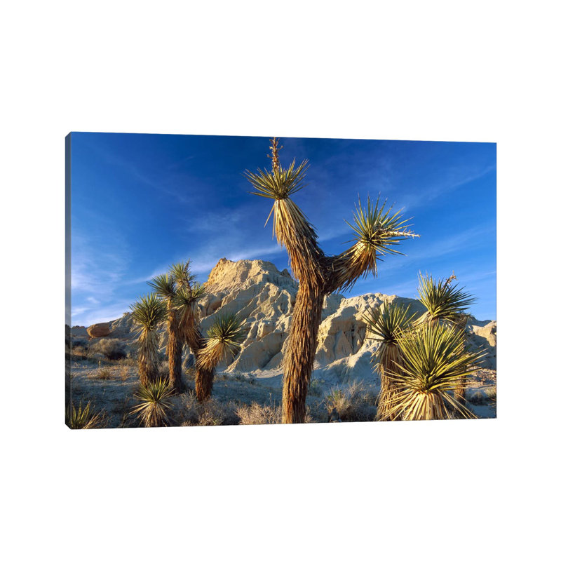 Joshua Tree Cluster In Rock Canyon State Park, California, 45.72 cm H x 66.04 cm W