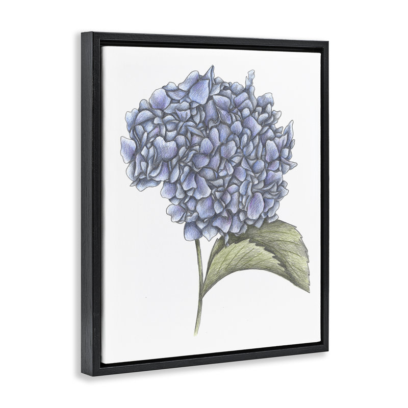 Cadre flottant hydrangea croquis, conception de Cecilia Battaini, Cadre flottant noir de jais, H 21 po x l 17 po