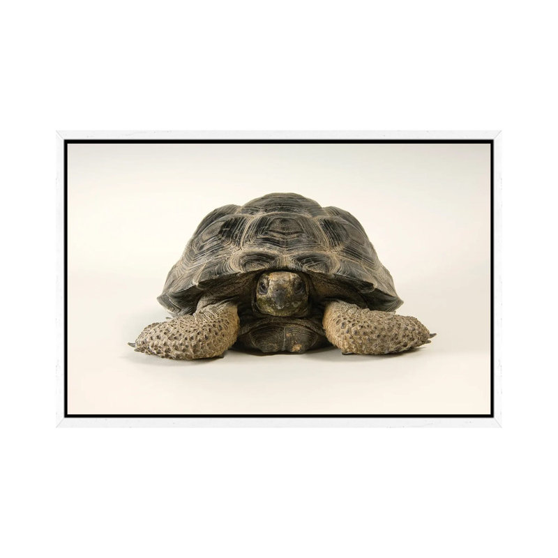 A Volcan Darwin Giant Tortoise At Omaha's Henry Doorly Zoo And Aquarium 1 Piece Wall Art on Canvas, 101.6 cm H x 66.04 cm W