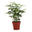 Live Arboricola Plant