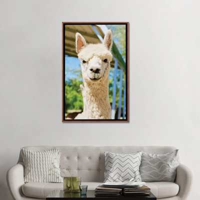 «White Alpaca» par Susan Vizvary - reproduction d'art