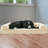Orthopedic Polyester Pet Bed-81368365-81368369