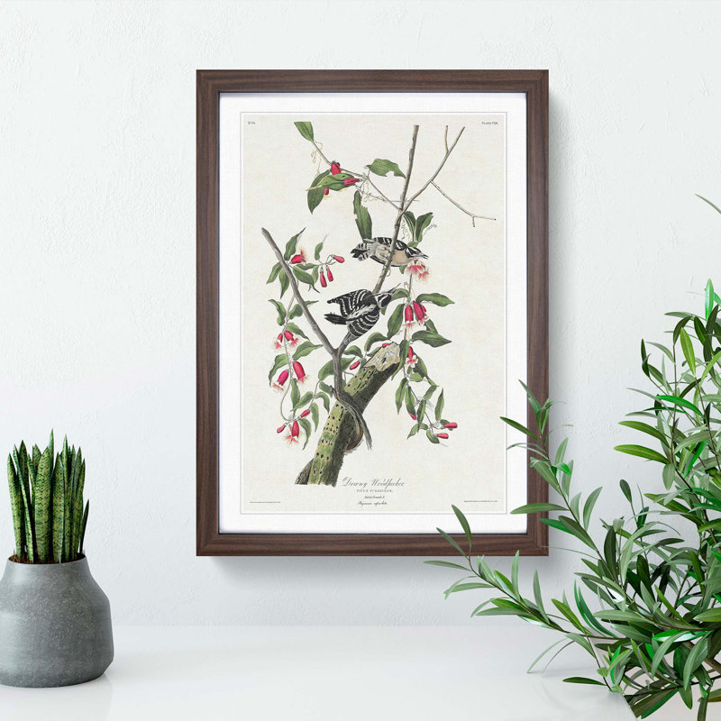 Downy Woodpeckers by John Audubon - Picture Frame Painting Print, 65cm H x 48cm W x 2cm D, Walnut Framed