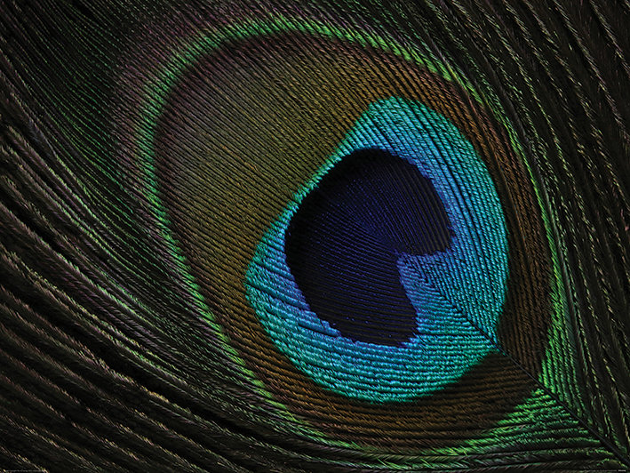 'Peacock Feather Eye' Photographic Print