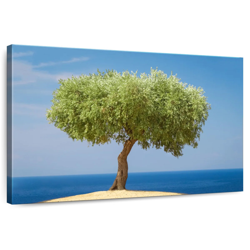 Harnek Single Olive Tree, 16" H x 24" W