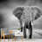 Elephant43-88673320