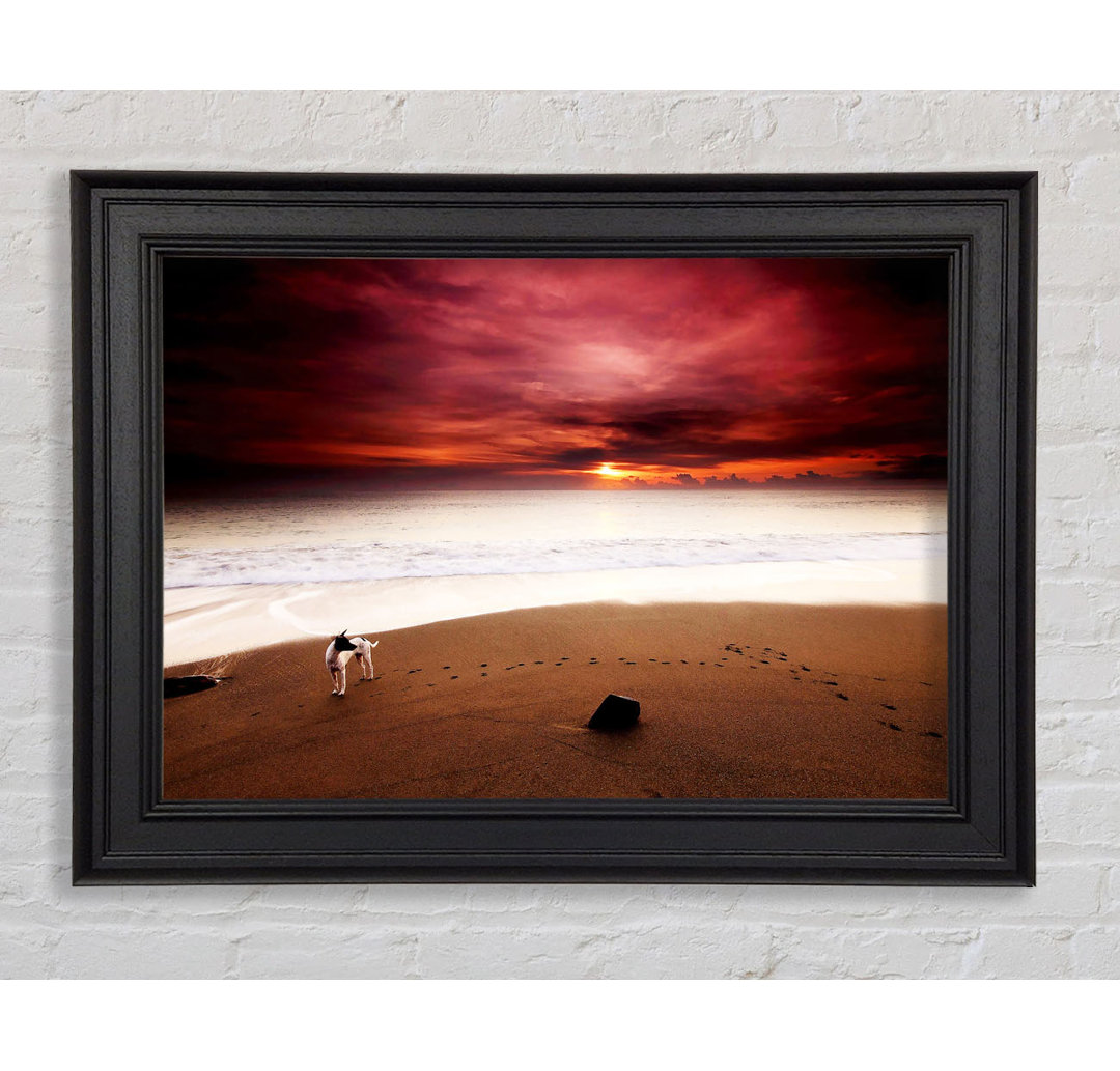 Gerahmtes Wandbild Dog On The Sunset Beach