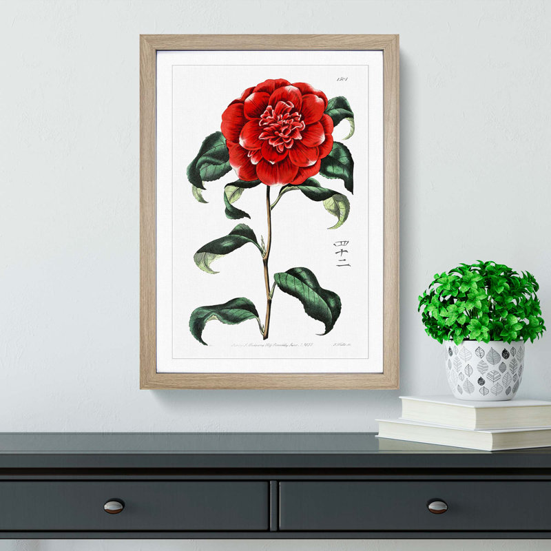 Crimson Camellia Flower - Framed Print, 36cm H x 27cm W x 2cm D, Oak Framed