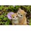 Chatons étreignant-67579695