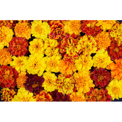 " Marigold Flowers "