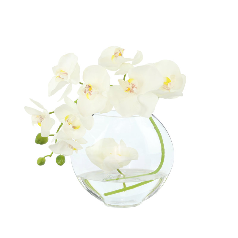 Orchid in Flat Glass Vase