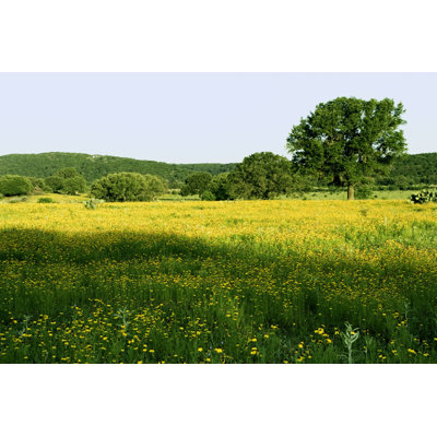 Shelbourne " Texas Hill Country Pasture "