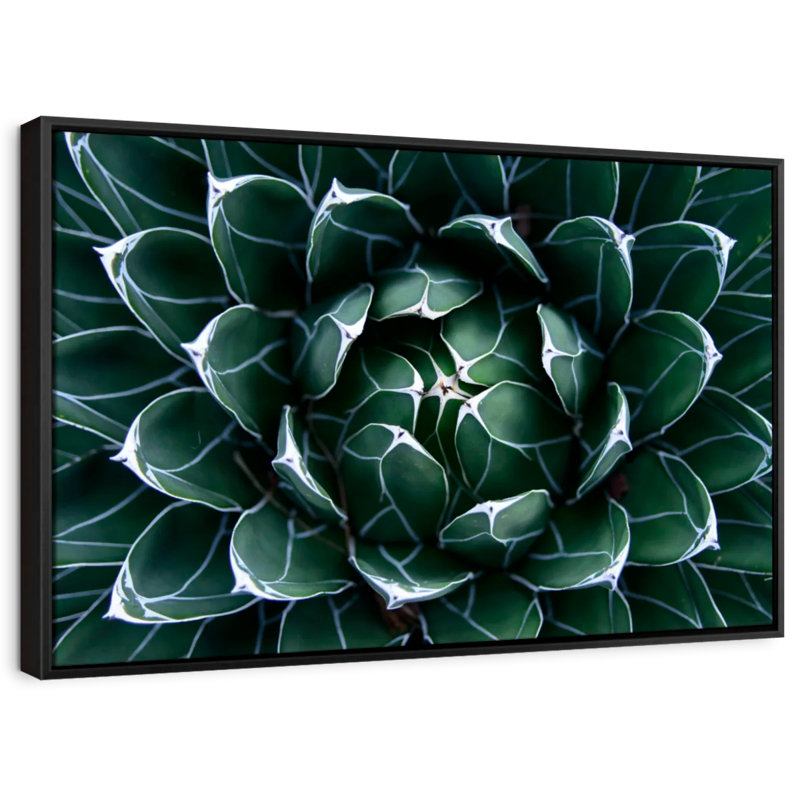 Floral et botanique «Queen Victoria Agave Wall Art», H 9 po x l 13 po