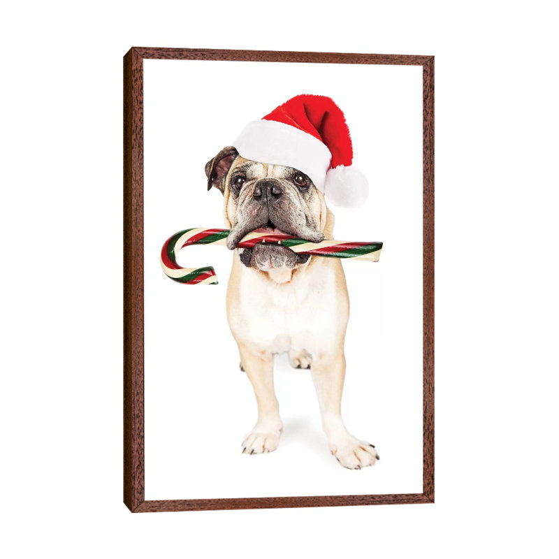 Christmas Bulldog Eating Candy Cane by Susan Richey - Gallery-Wrapped Canvas Giclée on Canvas, 66.04 cm H x 45.72 cm W