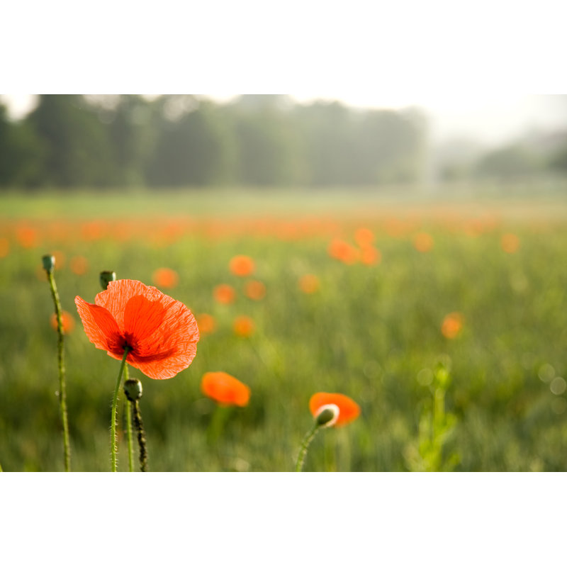 Poppy field, 81cm H x 122cm W