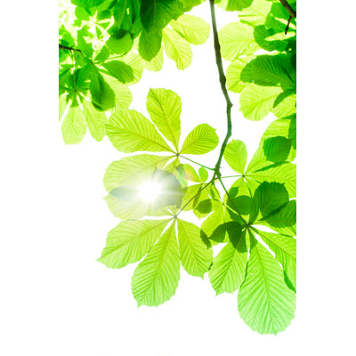 Chessnut Spring Leaves by Pawel Gaul