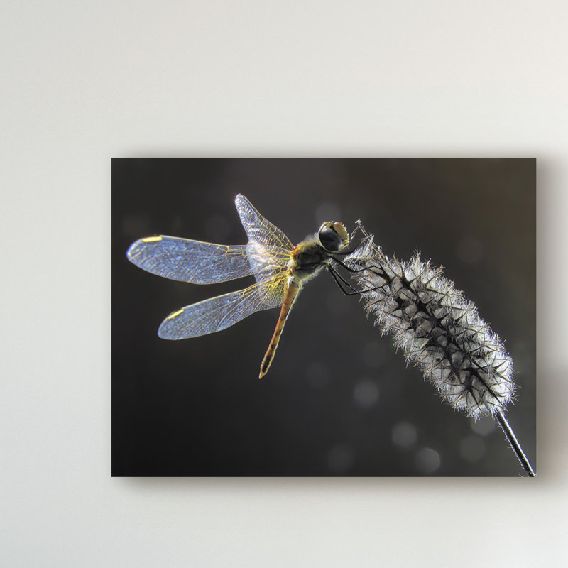 « resting libellule », reproduction de photo sur toile tendue, H 14 po x l 19 po x P 2 po