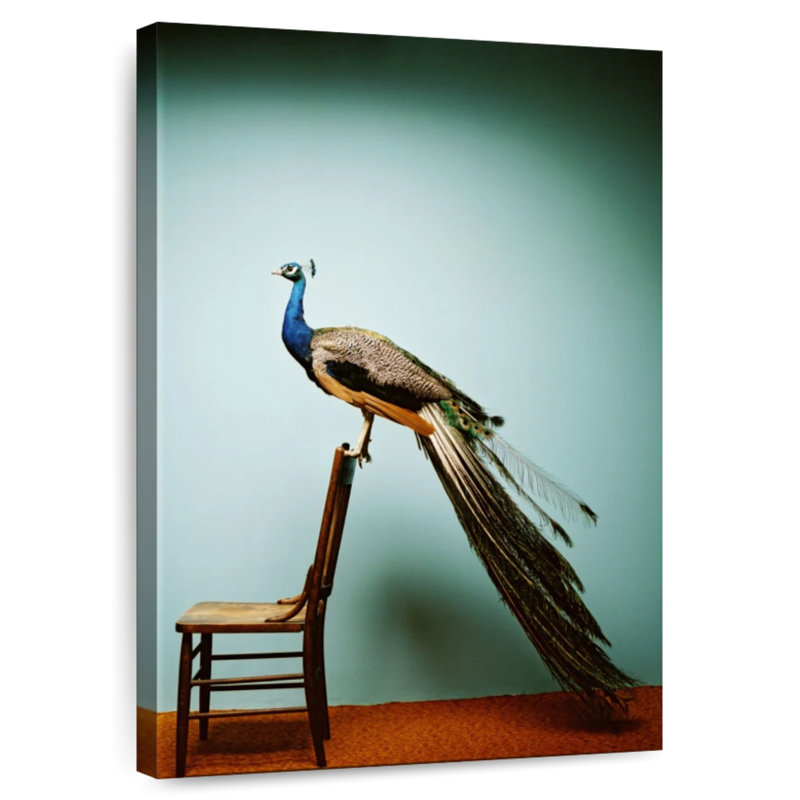 Paon sur une chaise, H 24 po x l 16 po