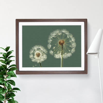 Ethereal Dandelion Flowers - Framed Print
