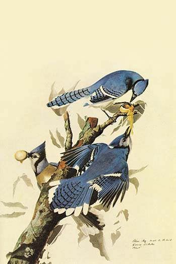 Geai bleu-impression d’art graphique, H 42 po x l 28 po x P 1,5 po