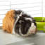 Rabbit Cage-86757691-86757693
