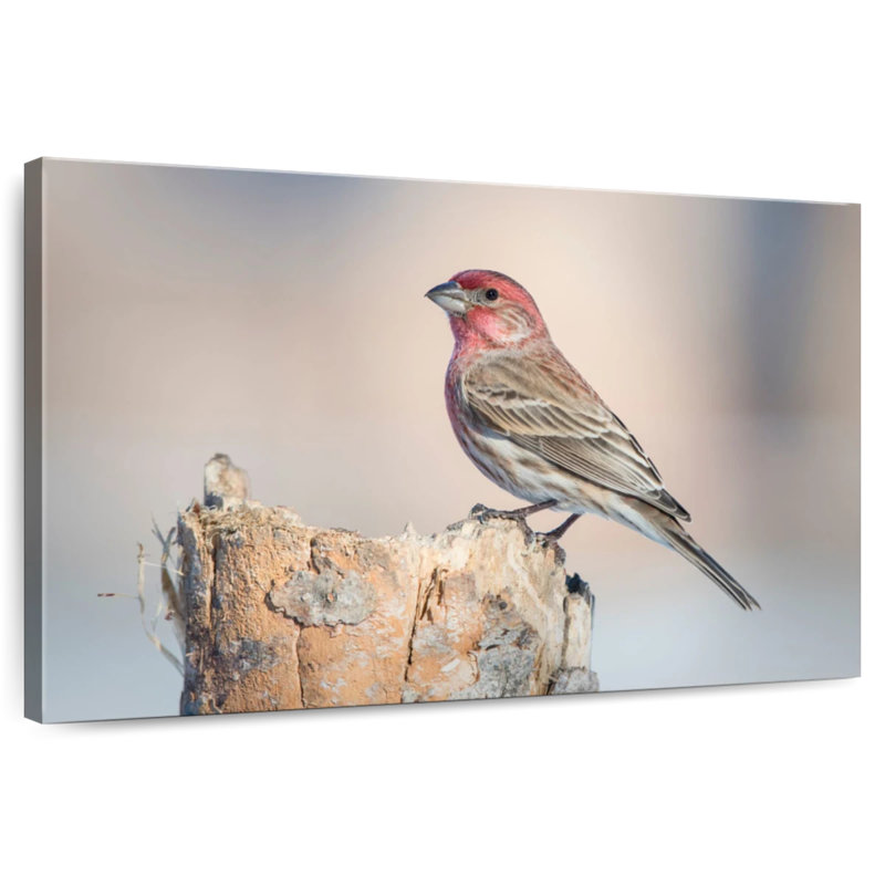 Crowle House Finch Bird