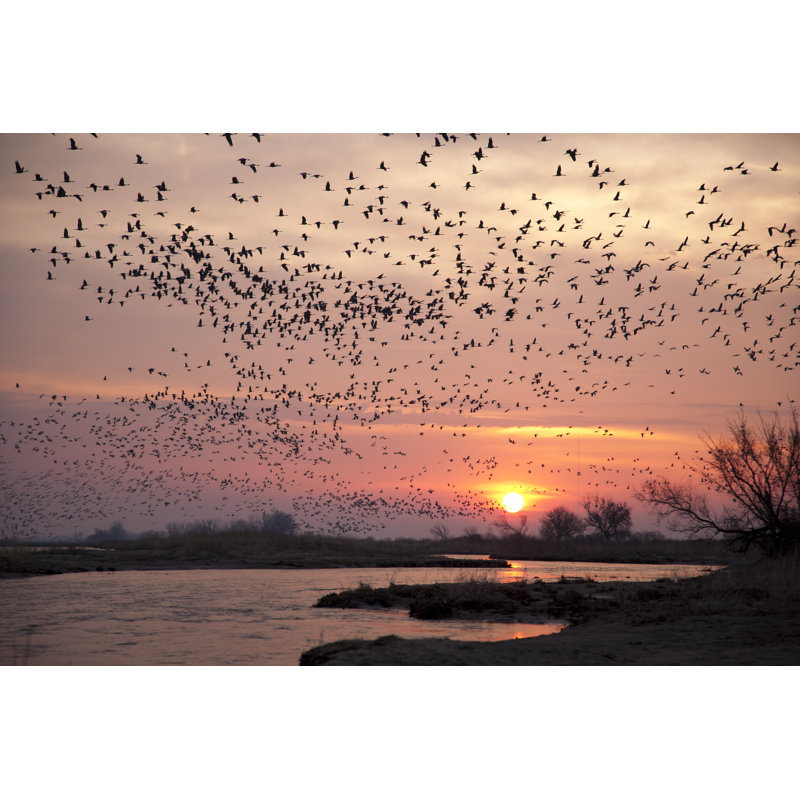 Sandhill Cranes - Wrapped Canvas Print, 20cm H x 30cm W x 3.8cm D
