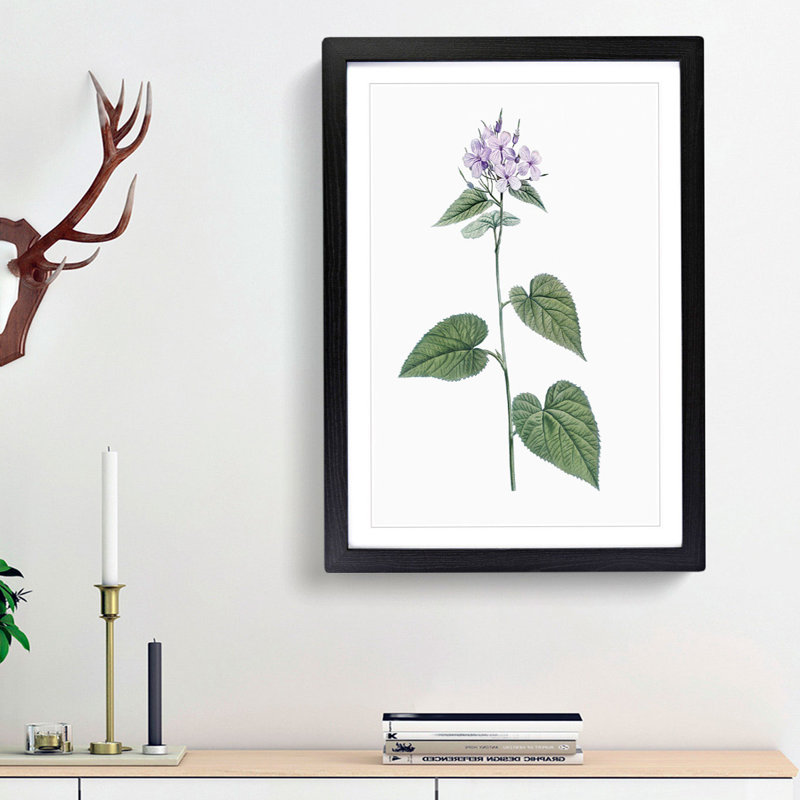 Lilac Morning-glory Flowers by Pierre-Joseph Redoute - Picture Frame Painting Print, 48cm H x 36cm W x 2cm D, Black Framed