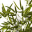 Bambou artificiel en pot-21254304