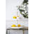 Carnot Tray