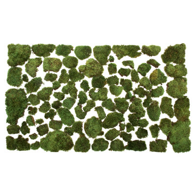 Mousse verte Primrue de qualité supérieure, conservée