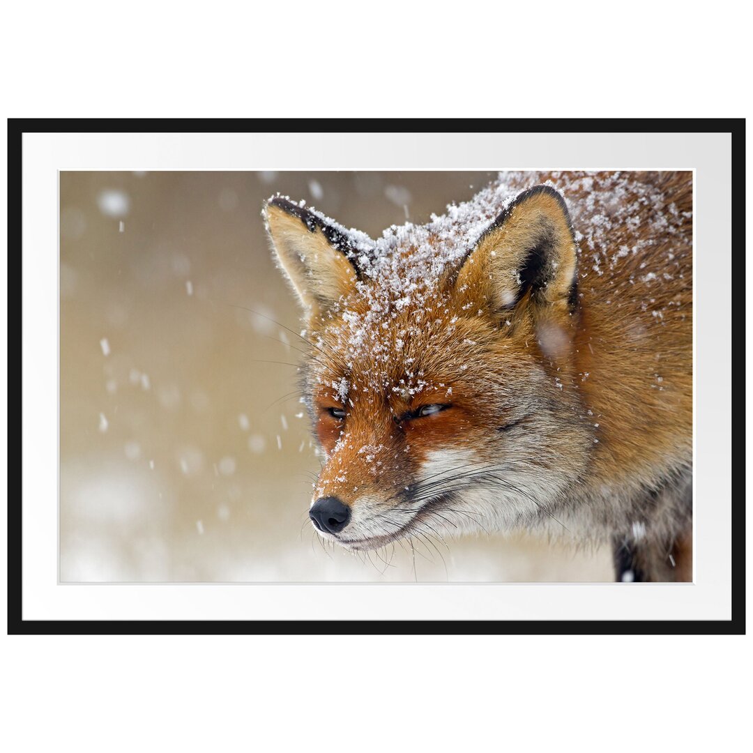 Fuchs im Schnee Gerahmter fotografischer Kunstdruck