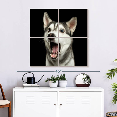 Brampt Surprised Siberian Husky