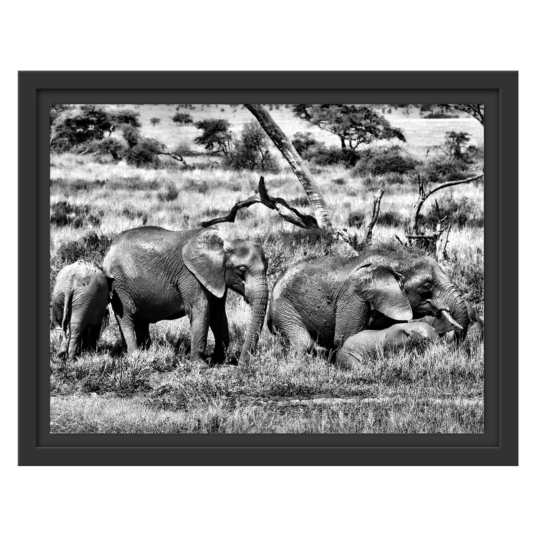 Gerahmtes Poster Big Elephant Family