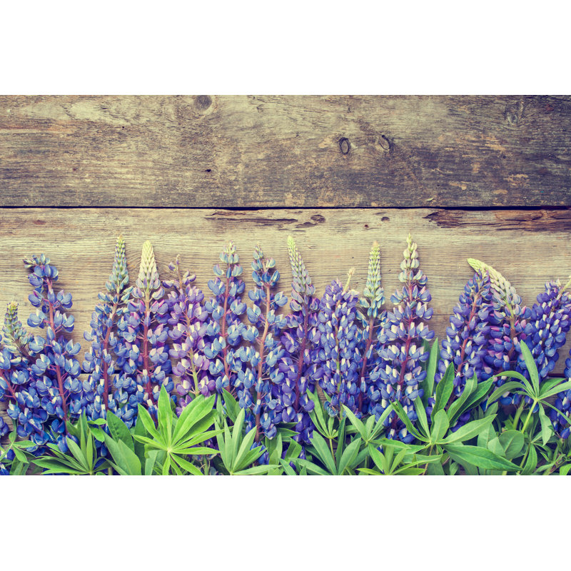 Blue Lupines - Wrapped Canvas Print, 51cm H x 76cm W