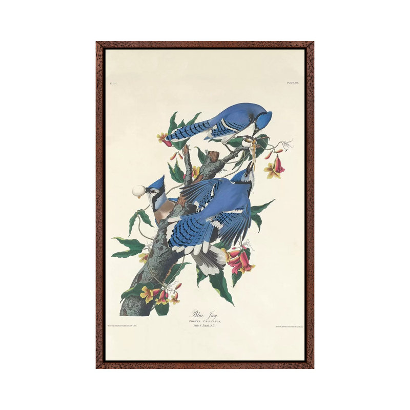Blue Jay, 1831 by John Audubon - Print on Canvas, 66.04 cm H x 45.72 cm W, Classic Brown Wood Framed