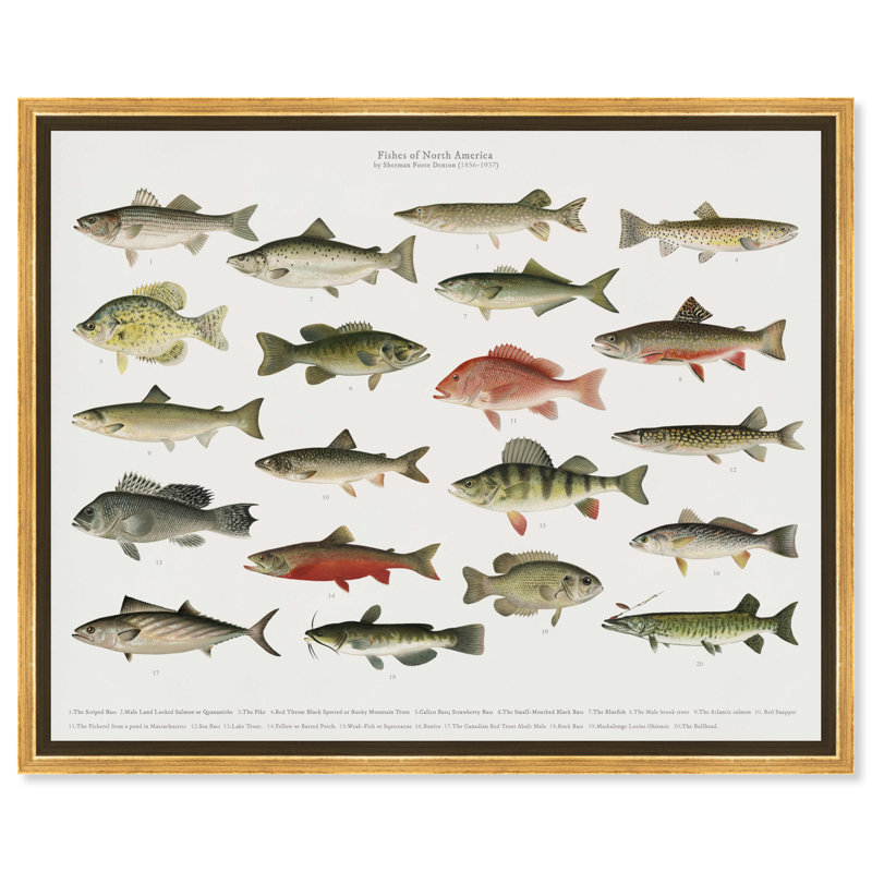" American Fish " Painting Print, 24" H x 20" W, Gold Framed