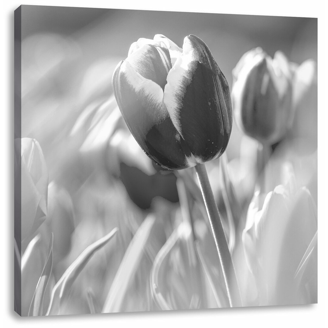 Leinwandbild Quadratisch Blühende rote Tulpen  Kunst B&W