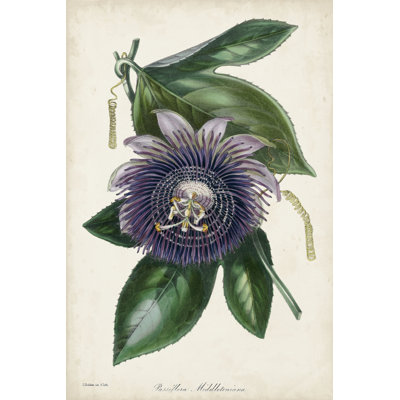Plum Passion Flower by Paxton - Painting