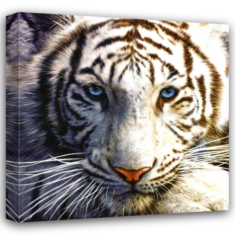 Tigre blanc, H 20 po x l 20 po