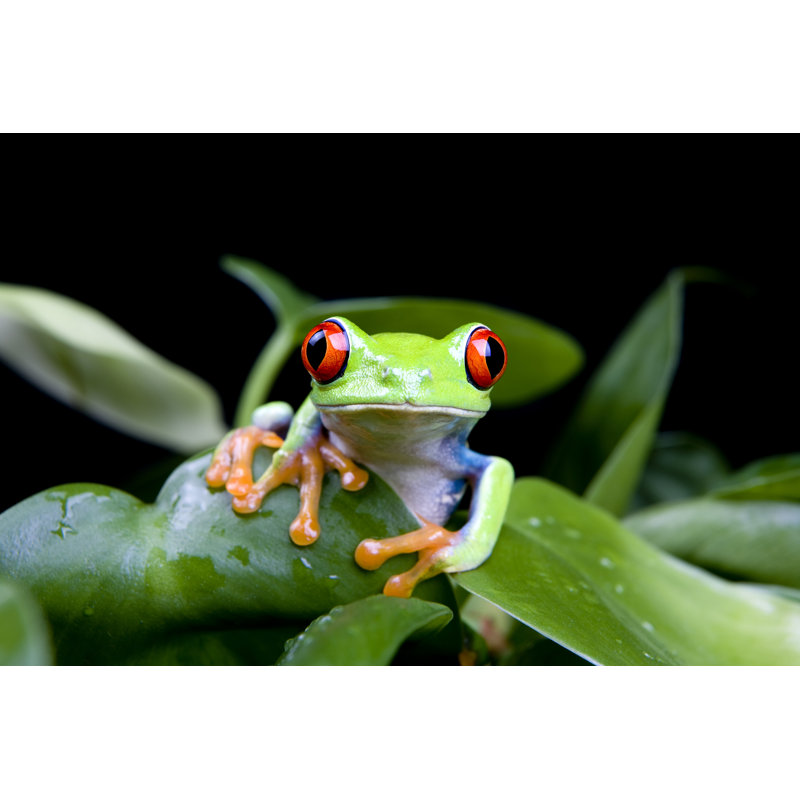 «Loral Frog In Plant On Canvas» par Alptraum, photographie, L 30 po x H 20 po