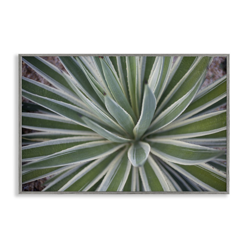 «Centric Succulent Leaves», art de la giclée encadrée par Susan Bryant, Estampe numérique Farmhouse, H 16 po x l 24 po